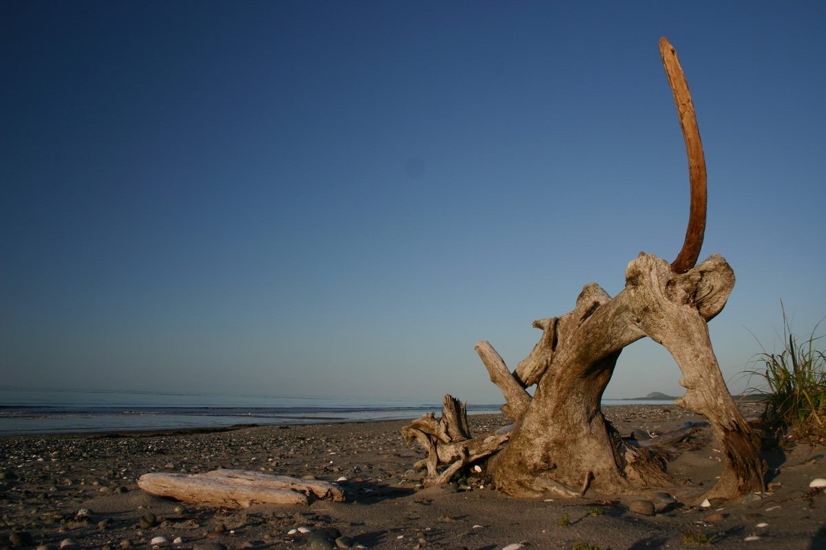 Driftwood on a pebble beach at golden dusk (placeholder photo)
