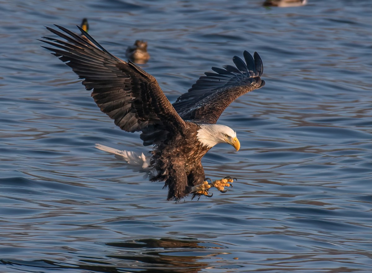 A bald eagle striking at the water with talons extended (placeholder photo)