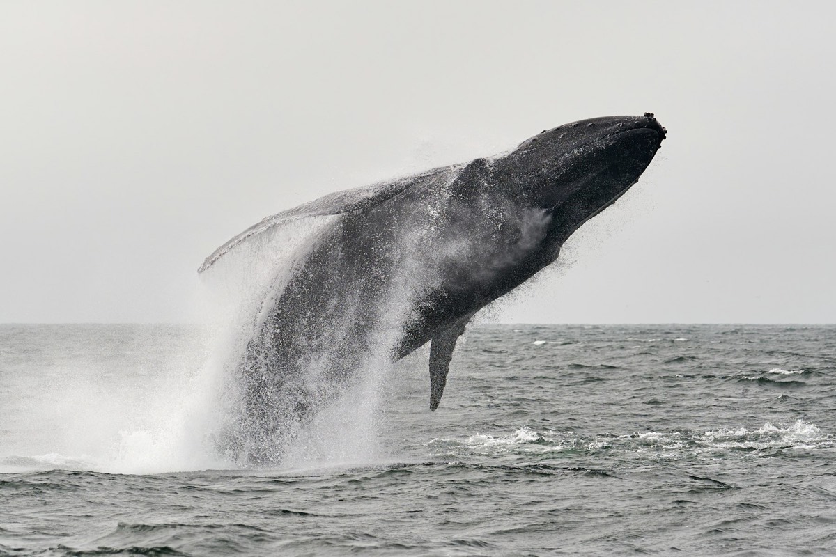 A humpback whale breaching clear of grey northern seas (placeholder photo)