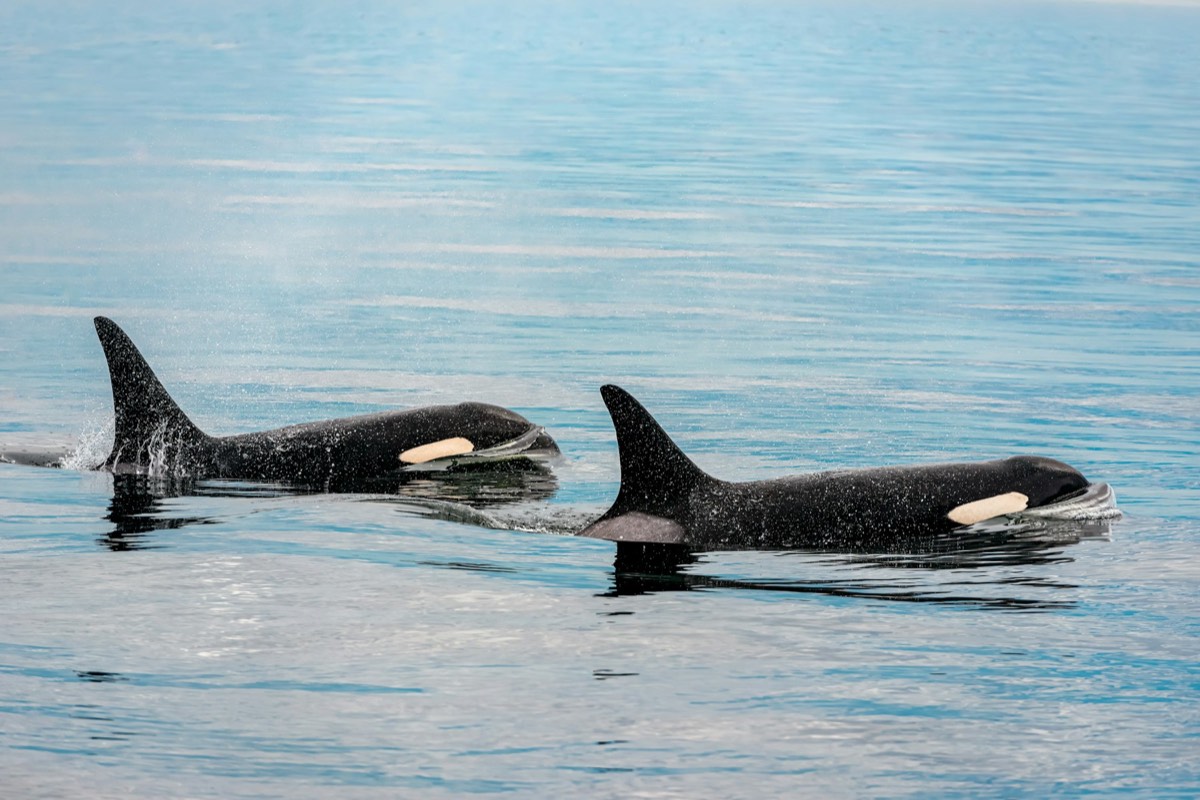 Two orcas surfacing together on calm water (placeholder photo)