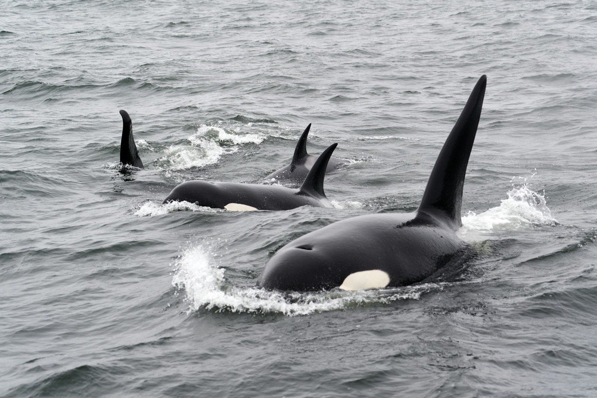 A pod of orcas surfacing in grey choppy northern water (placeholder photo)