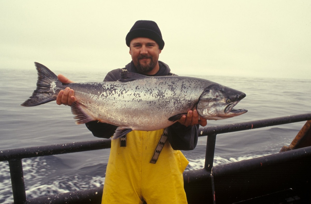 An angler on deck holding a large bright chinook salmon (placeholder photo)